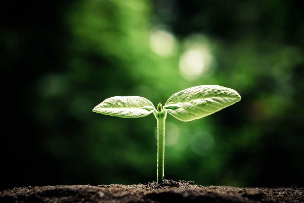 seedling