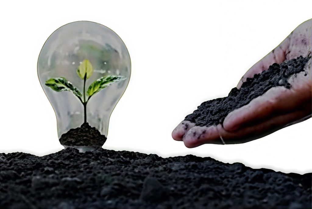 Biochar on soil lightbud