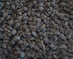 Carbon Charge Photo 2